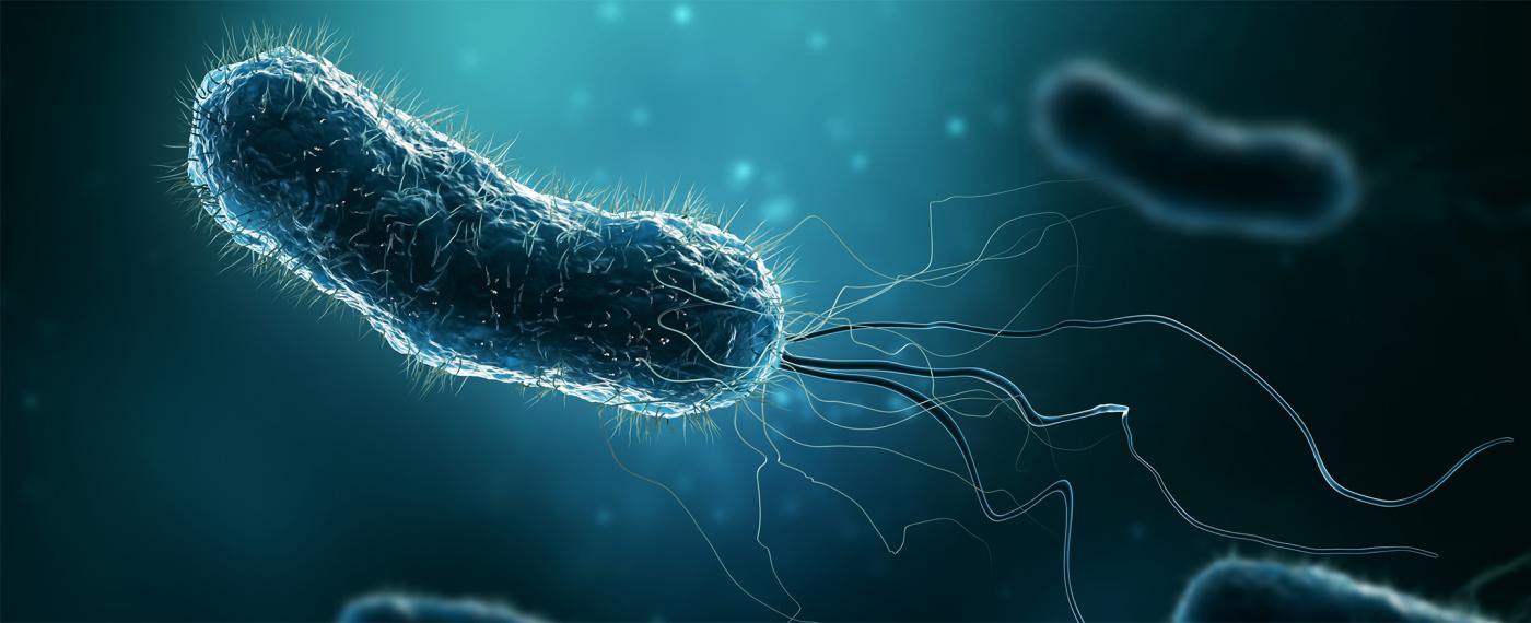 E. coli cells  for bacterial protein extraction reagent